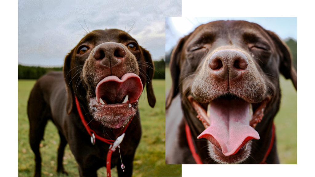 two images collage of a dog on a field sticking her tongue out